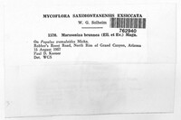 Drepanopeziza brunnea image